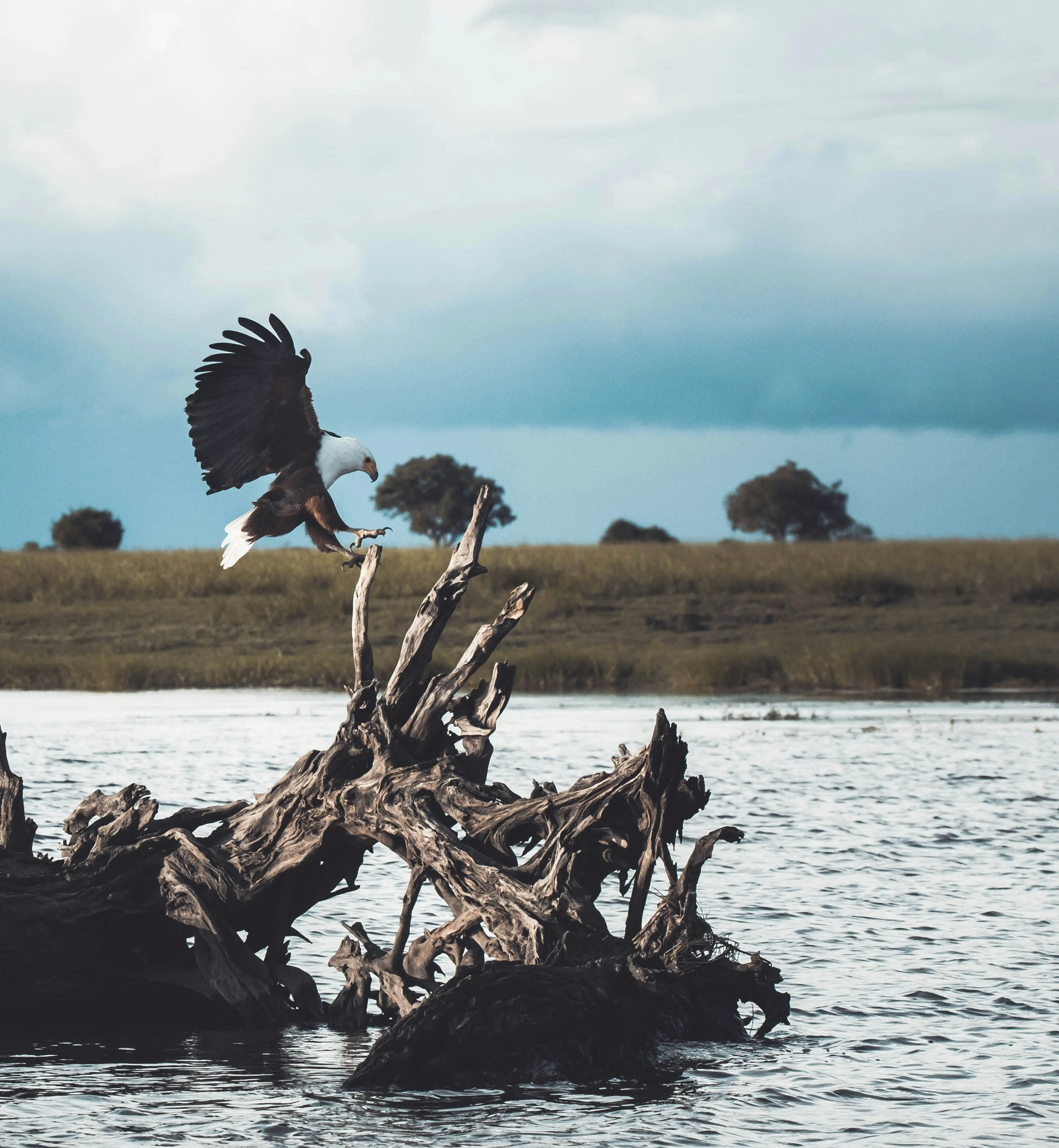 Wildlife landscape